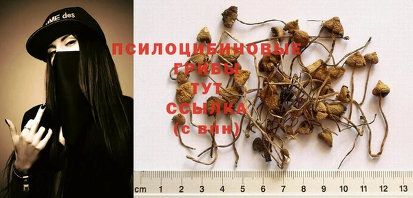 прущие грибы Абинск
